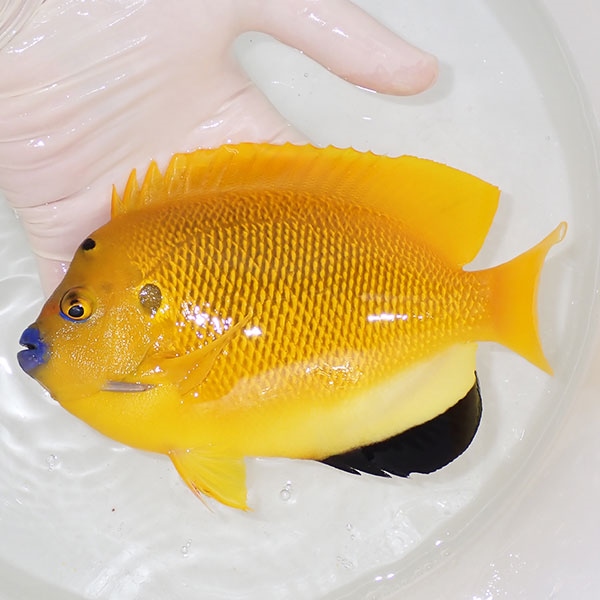 【現物5】シテンヤッコ 18cm± !海水魚 ヤッコ 15時までのご注文で当日発送(t111