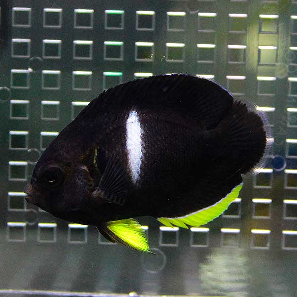 アブラヤッコ 4-6cm±  !海水魚 ヤッコ 15時までのご注文で当日発送(t111