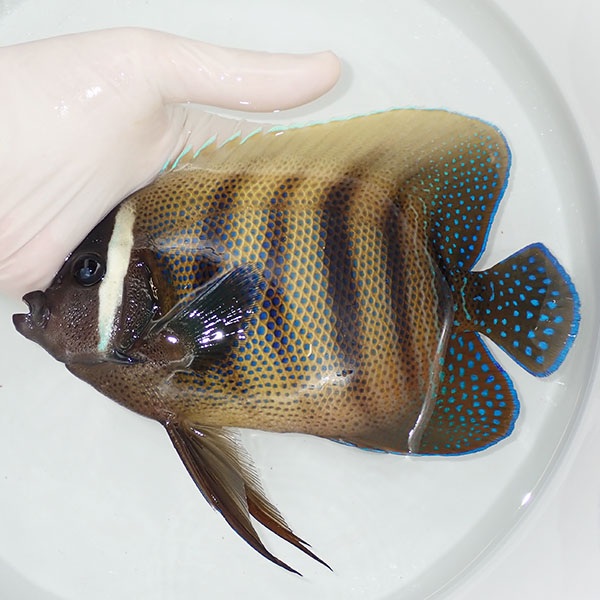 【現物5】ロクセンヤッコ 18.5cm!海水魚 ヤッコ 餌付け!15時までのご注文で当日発送(t111(t207