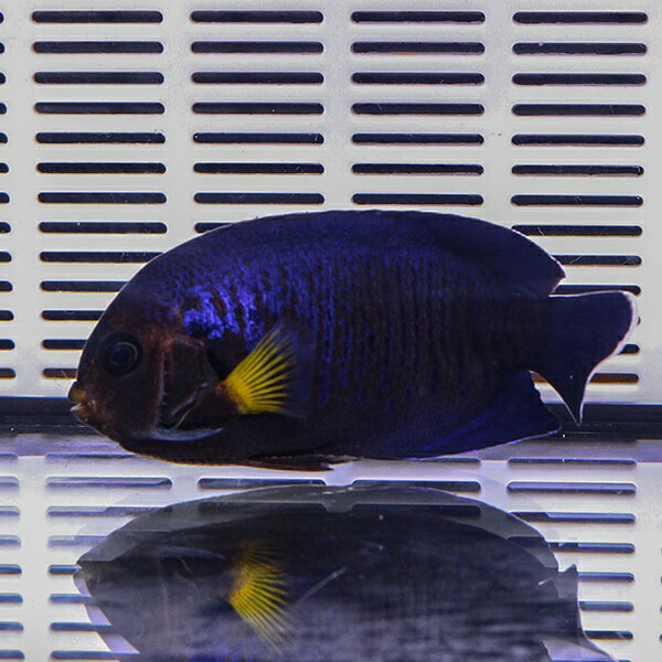 イエローフィンエンゼル 6-8cm! 海水魚 ヤッコ 15時までのご注文で当日発送(t111