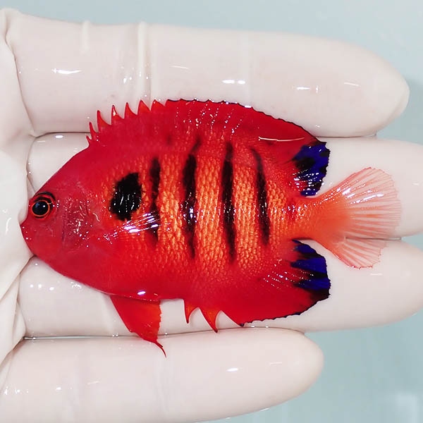 【現物12】粒エサOK 顔スレ有りフレームエンゼル 6.5cm! 海水魚 ヤッコ 15時までのご注文で当日発送(t111(t207