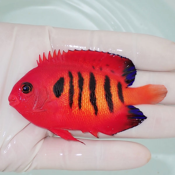 【現物3】フレームエンゼル 8cm!海水魚 ヤッコ 15時までのご注文で当日発送(t111(t207