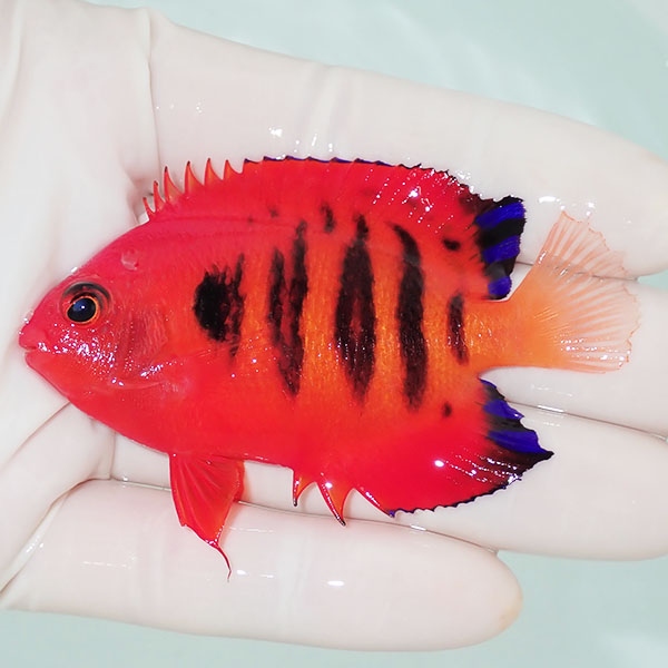 【現物4】スレ有り フレームエンゼル 7.5cm! 海水魚 ヤッコ 15時までのご注文で当日発送(t111(t207