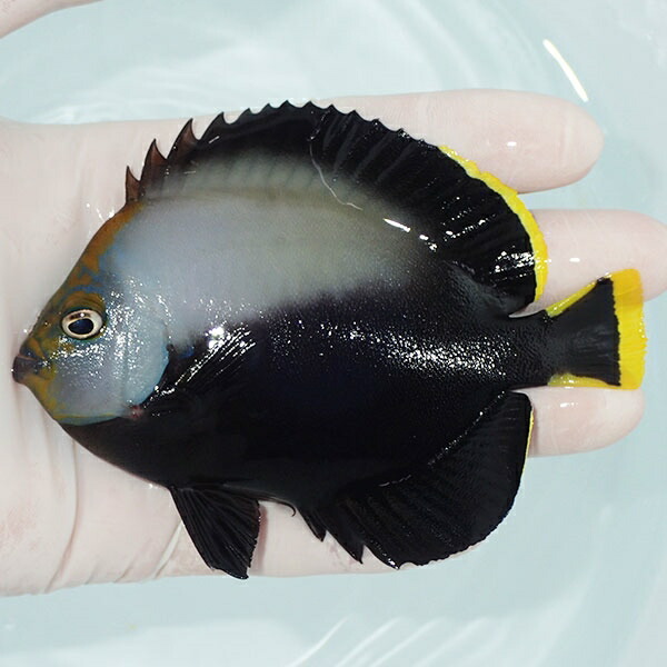【現物1】キヘリキンチャクダイ 11cm±! 海水魚 ヤッコ 15時までのご注文で当日発送(t111(t207