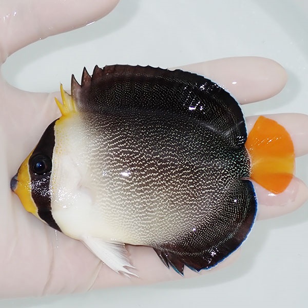 【現物1】チリメンヤッコ 10.5cm±! 海水魚 ヤッコ 15時までのご注文で当日発送(t111(t207