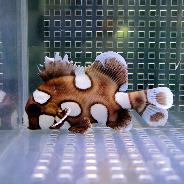 チョウチョコショウダイ 6-8cm±! 海水魚 コショウダイ 15時までのご注文で当日発送【コショウダイ】