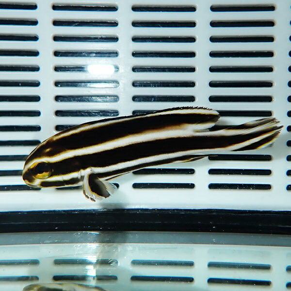 ヒレグロコショウダイ 8-10cm±! 海水魚 コショウダイ 15時までのご注文で当日発送【コショウダイ】(t207