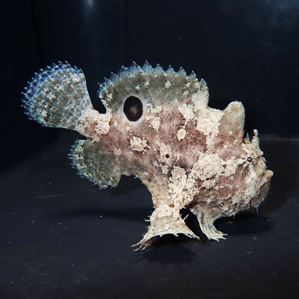 【現物13】カエルアンコウ 6.5cm±! 海水魚 カエルアンコウ 15時までのご注文で当日発送(t111(t207