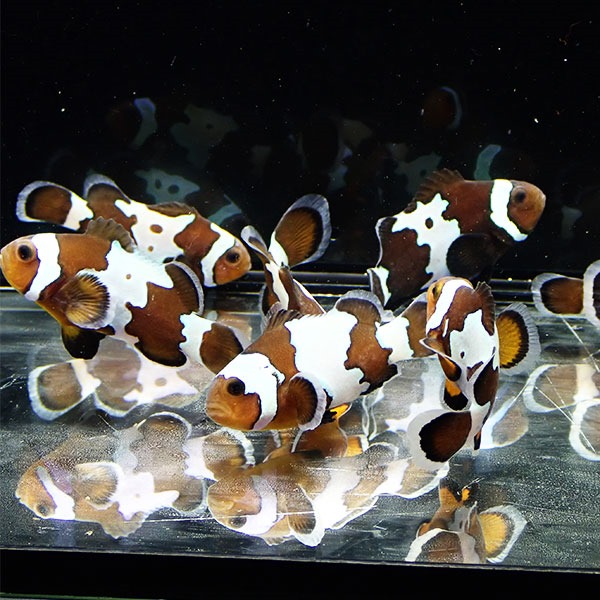ブラックアイスオセラリス【1匹】3-4cm± 色指定不可! 海水魚 クマノミ 餌付け 15時までのご注文で当日発送(t115(t207