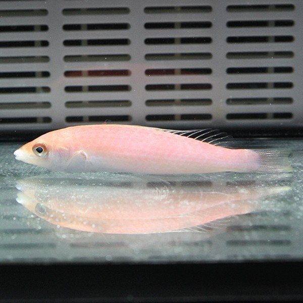 オグロベラ ♀ 6-8cm! 海水魚 ベラ 15時までのご注文で当日発送(t122