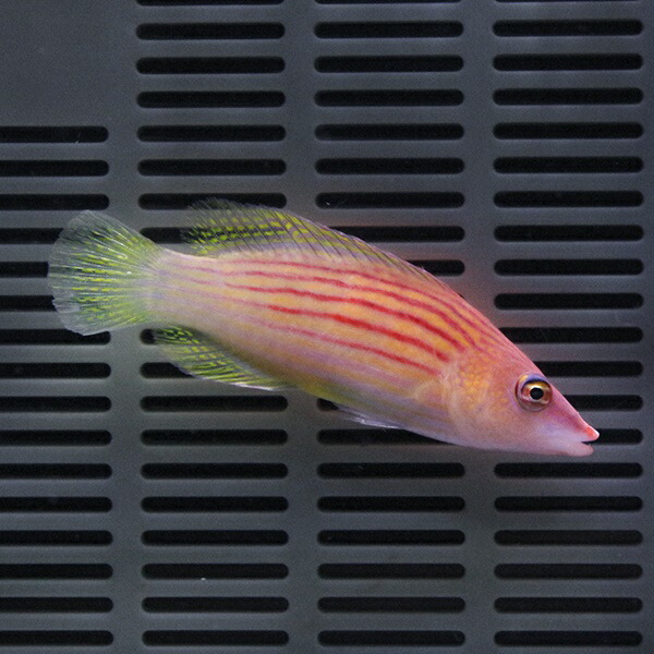 ヤスジニセモチノウオ 5-7cm± ! 海水魚 ベラ 15時までのご注文で当日発送(t122