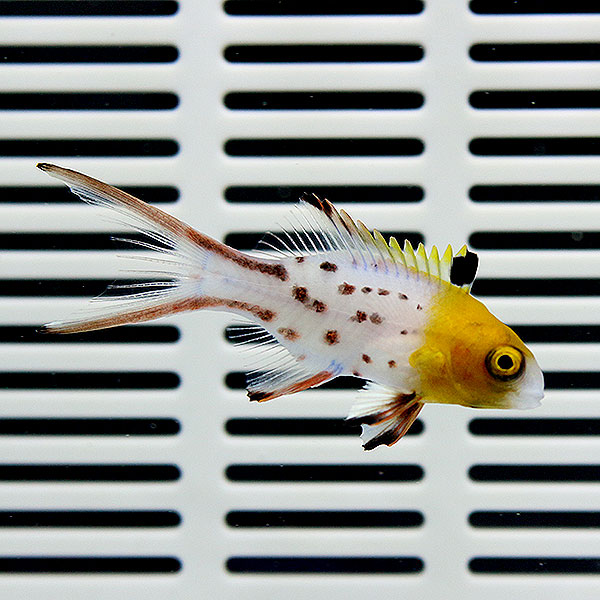 ヒオドシベラ 6-8cm±! 海水魚 ベラ !15時までのご注文で当日発送(t122
