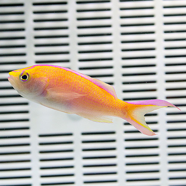 コウリンハナダイ オス 5-7cm± ! 海水魚 ハナダイ 15時までのご注文で当日発送【PHセール対象】(t118