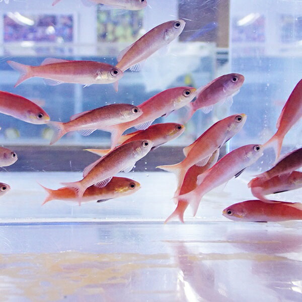 ミナミハナダイ 5-7cm± ! 海水魚 ハナダイ 15時までのご注文で当日発送(t118