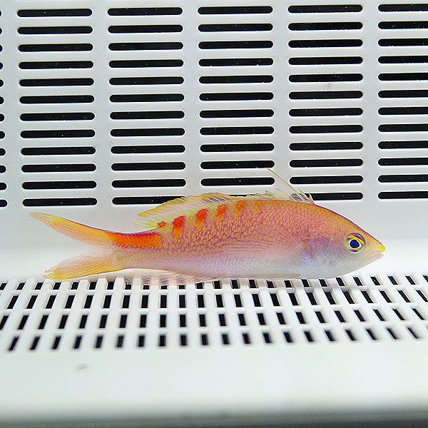 タイガークィーンアンティアス 5-7cm 1匹! 海水魚 ハナダイ  15時までのご注文で当日発送(t118