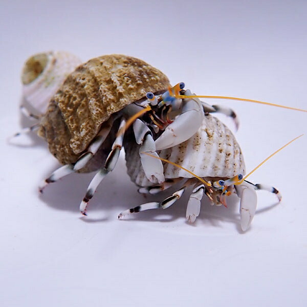 シロサンゴヤドカリ 1匹! 海水魚 ヤドカリ 15時までのご注文で当日発送(t130