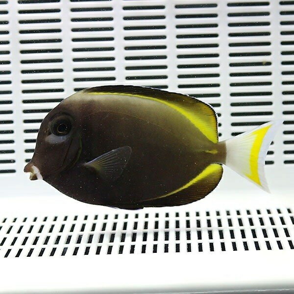 メガネクロハギ 6-8cm±!!海水魚 ハギ 15時までのご注文で当日発送(t119