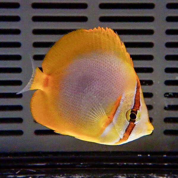 ゴールデンストライプバタフライ 4-5cm±!15時までのご注文で当日発送(t114(t207