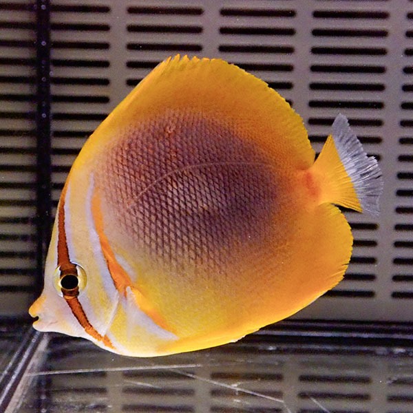 ゴールデンストライプバタフライ 5-7cm±!15時までのご注文で当日発送(t114(t207