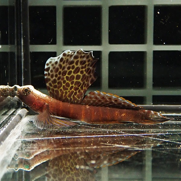 【現物1】ホタテツノハゼ  4.5cm  !海水魚 ハゼ15時までのご注文で当日発送(t121(t129