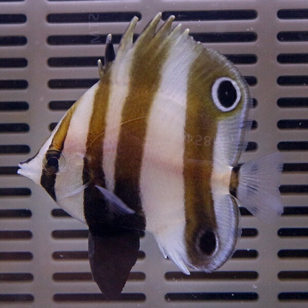 ツーアイコーラルフィッシュ 4-6cm± ! 海水魚 生体 餌付け!15時までのご注文で当日発送(t114