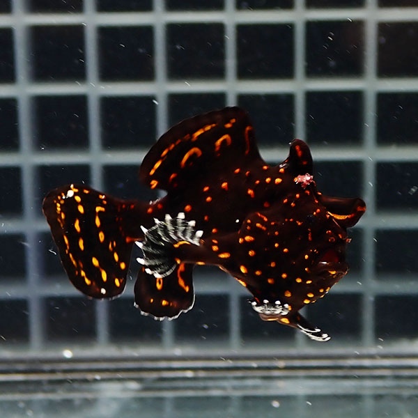 【現物11】クマドリカエルアンコウ 4.2cm! 海水魚 アンコウ 15時までのご注文で当日発送(t126(t207