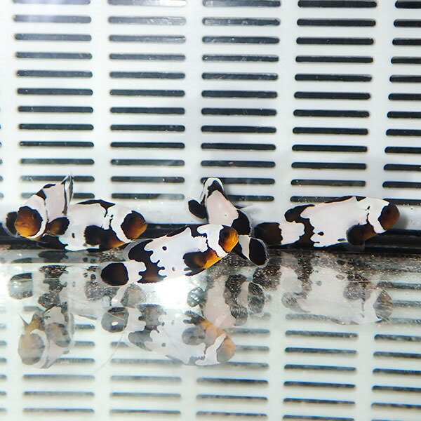 ブラックスノーフレークオセラリス【1匹】3-4cm± 色指定不可! 海水魚 クマノミ 餌付け 15時までのご注文で当日発送(t115(t207