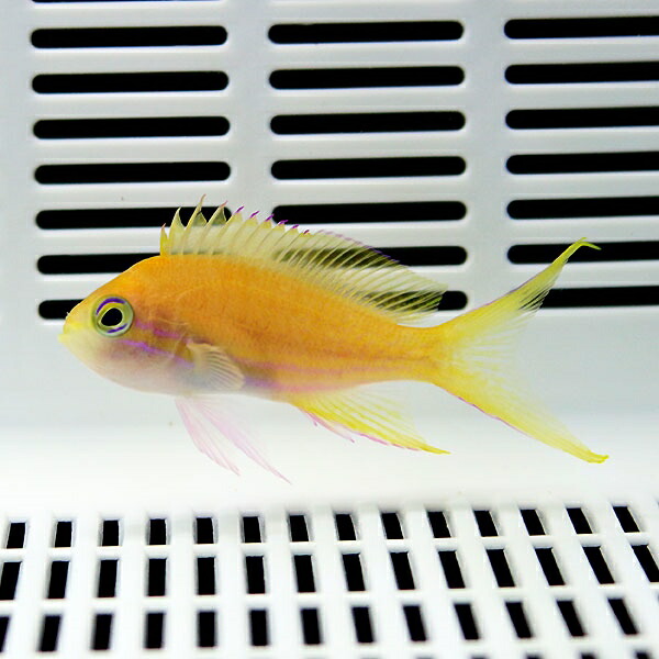 スミレナガハナダイ メス 4-6cm± ! 海水魚 ハナダイ 餌付け済み 15時までのご注文で当日発送(t118