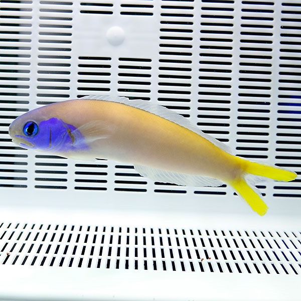 アオマスク 8-10ｃｍ±! 海水魚 アマダイ 【アマダイ】