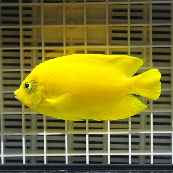 ヘラルドヤッコ 8-10cm±!海水魚 ヤッコ  15時までのご注文で当日発送(t111