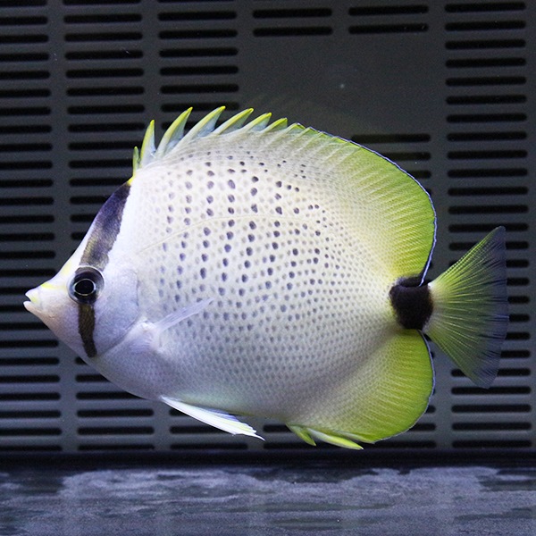 ミレッドシーバタフライ 6-8cm±! 5時までのご注文で当日発送(t114