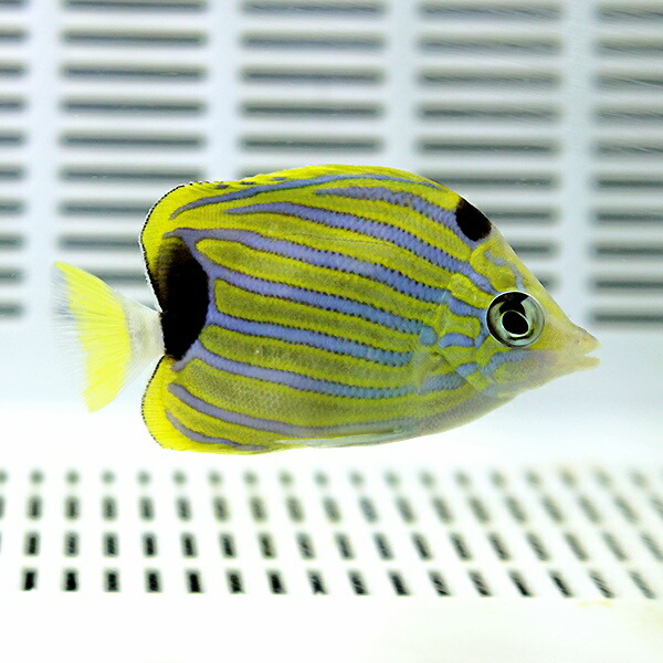 フレンブリーバタフライ 7-9cm± !海水魚 生体 チョウチョウウオ 15時までのご注文で当日発送(t114