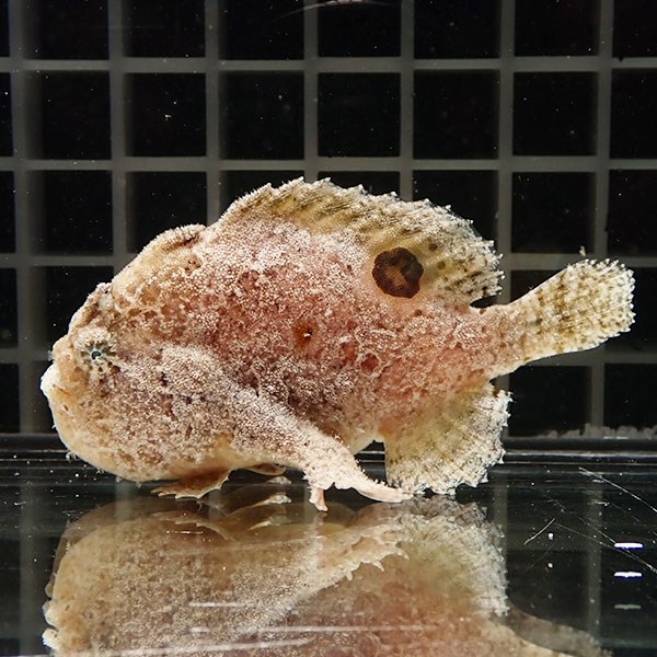 【現物10】アングラーフィッシュ 8cm! 海水魚 アンコウ 15時までのご注文で当日発送(t126(t207