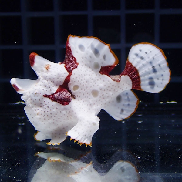 【現物9】クマドリカエルアンコウ 5cm! 海水魚 アンコウ 15時までのご注文で当日発送(t126(t207