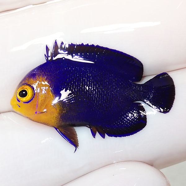 【現物3】チェルブピグミーエンゼル 2.8cm±! 海水魚 ヤッコ 15時までのご注文で当日発送(t111(t207