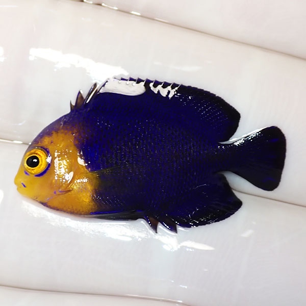 【現物2】チェルブピグミーエンゼル 3.2cm±!海水魚 ヤッコ 15時までのご注文で当日発送(t111(t207