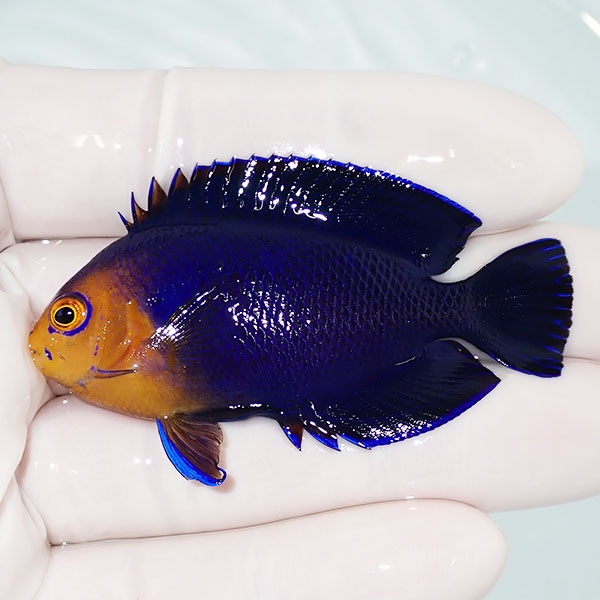 【現物1】チェルブピグミーエンゼル 6cm! 海水魚 ヤッコ 15時までのご注文で当日発送(t111(t207