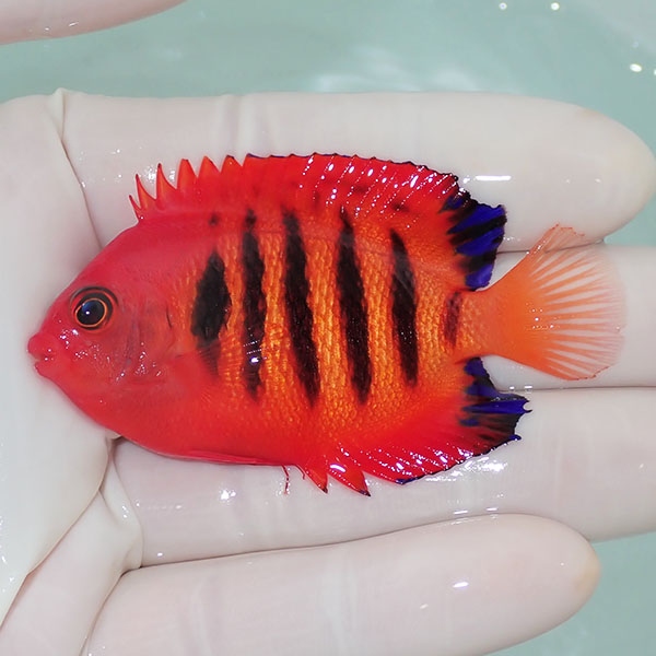 【現物5】欠けあり フレームエンゼル 7cm!海水魚 ヤッコ 15時までのご注文で当日発送(t111(t207