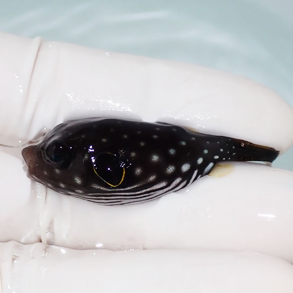 【現物】サザナミフグ 幼魚 4.5cm± ! 海水魚 フグ 15時までのご注文で当日発送