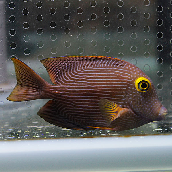 コーレタン 9-11cm± !海水魚 生体 ハギ 15時までのご注文で当日発送(t119