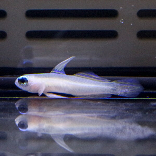 タイニーダートゴビー 3cm± !海水魚 生体 15時までのご注文で当日発送(t121