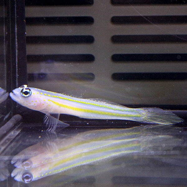 イエローラインダートゴビー 3-4cm± !海水魚 生体 15時までのご注文で当日発送(t121