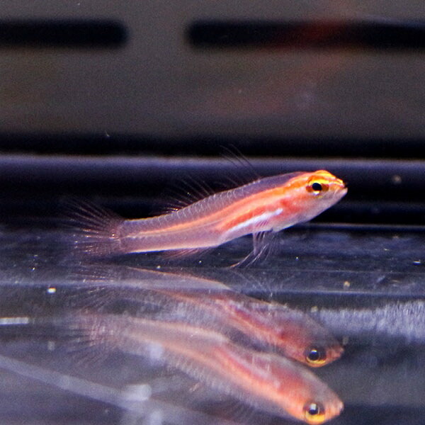 シロオビイソハゼ 1cm± !海水魚 生体 15時までのご注文で当日発送(t121