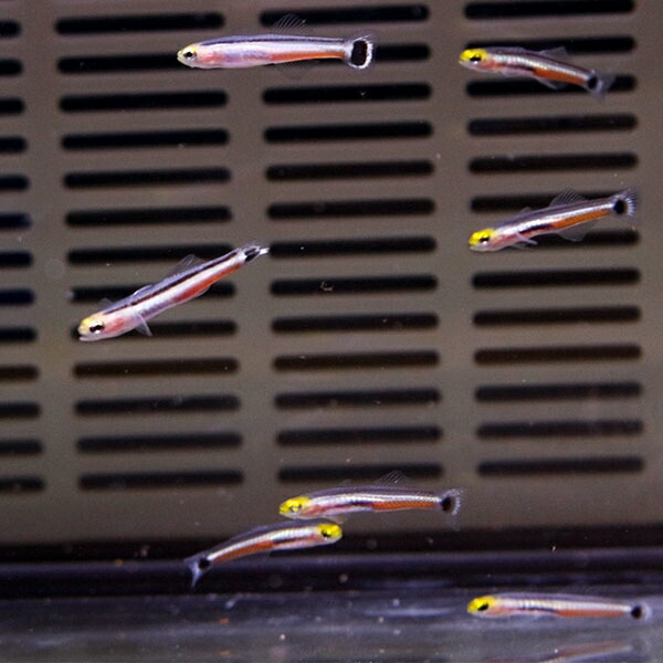 ドワーフシグナルゴビー 1匹 1-2cm! 海水魚 生体 15時までのご注文で当日発送(t121