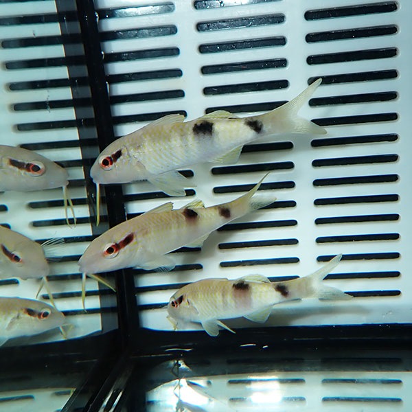 オジサン 5-7cm± ! 海水魚 ヒメジ 15時までのご注文で当日発送(t121(t207