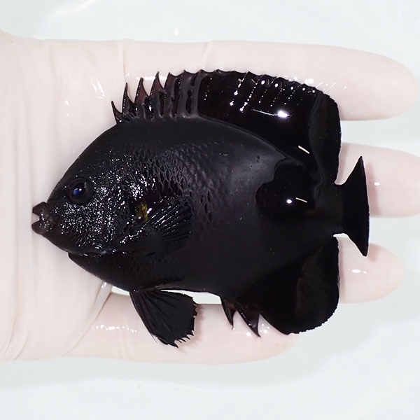 【現物1】オハグロヤッコbig 10cm! 海水魚 ヤッコ 15時までのご注文で当日発送(t111(t207