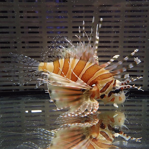 キリンミノカサゴ 8-10cm± !カサゴ 15時までのご注文で当日発送海水魚【カサゴ】