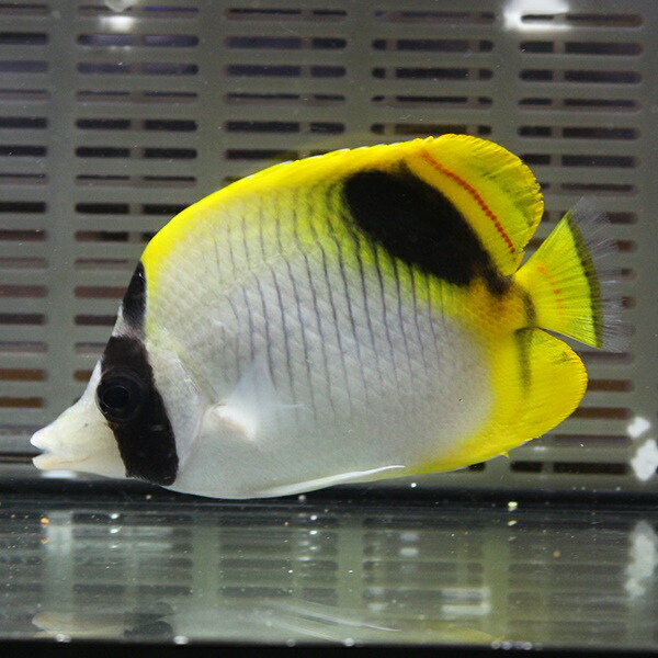 インドニセフウライ 8-11cm±! 海水魚 チョウチョウウオ 15時までのご注文で当日発送(t114