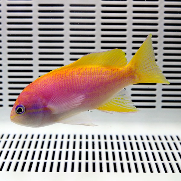 スクリブルドアンティアス メス 6-8cm±!  海水魚 ハナダイ 餌付け15時までのご注文で当日発送(t118