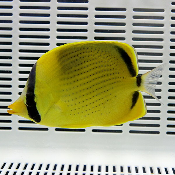 レモンチョウ 5-7cm±! 海水魚 チョウチョウウオ 15時までのご注文で当日発送(t114